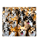 無限チワワ（個別スタンプ：10）