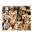 無限チワワ（個別スタンプ：12）
