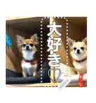 無限チワワ（個別スタンプ：16）