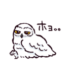 シロフクロウです（個別スタンプ：4）