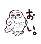 シロフクロウです（個別スタンプ：17）