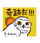 シロフクロウです（個別スタンプ：32）