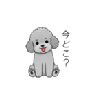 ？疑問形？のトイプードル（個別スタンプ：1）