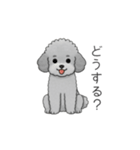 ？疑問形？のトイプードル（個別スタンプ：7）