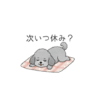 ？疑問形？のトイプードル（個別スタンプ：10）