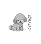 ？疑問形？のトイプードル（個別スタンプ：11）
