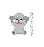 ？疑問形？のトイプードル（個別スタンプ：12）