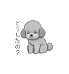 ？疑問形？のトイプードル（個別スタンプ：16）