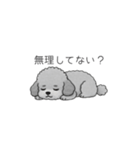 ？疑問形？のトイプードル（個別スタンプ：17）