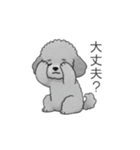 ？疑問形？のトイプードル（個別スタンプ：18）