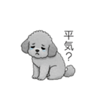 ？疑問形？のトイプードル（個別スタンプ：19）