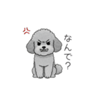 ？疑問形？のトイプードル（個別スタンプ：20）