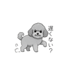 ？疑問形？のトイプードル（個別スタンプ：22）