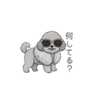 セレブに憧れるトイプードル（個別スタンプ：1）