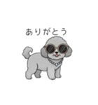 セレブに憧れるトイプードル（個別スタンプ：2）