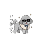 セレブに憧れるトイプードル（個別スタンプ：19）