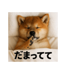 ぐでぐでわんこ（個別スタンプ：15）