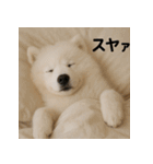 ぐでぐでわんこ（個別スタンプ：16）