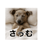 ぐでぐでわんこ（個別スタンプ：21）