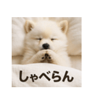 ぐでぐでわんこ（個別スタンプ：25）