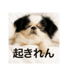 ぐでぐでわんこ（個別スタンプ：31）