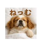 ぐでぐでわんこ（個別スタンプ：33）