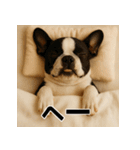 ぐでぐでわんこ（個別スタンプ：36）