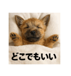 ぐでぐでわんこ（個別スタンプ：39）