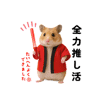 推し活ハムさん(赤担、レッド担)（個別スタンプ：1）