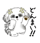 B＆Wシーズー「気遣いする側？される側？」（個別スタンプ：13）