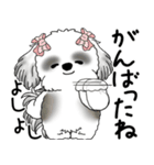 B＆Wシーズー「気遣いする側？される側？」（個別スタンプ：17）