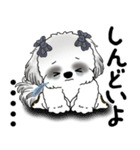 B＆Wシーズー「気遣いする側？される側？」（個別スタンプ：31）