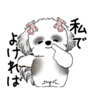 B＆Wシーズー「気遣いする側？される側？」（個別スタンプ：37）