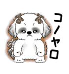 B＆Wシーズー「気遣いする側？される側？」（個別スタンプ：40）