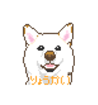 白柴犬ドット絵スタンプ（個別スタンプ：4）
