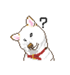 白柴犬ドット絵スタンプ（個別スタンプ：5）