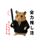 推し活ハムさん(黒担)（個別スタンプ：1）