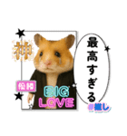 推し活ハムさん(黒担)（個別スタンプ：10）