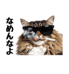 癒しのニャンズのコミュ会話（個別スタンプ：1）