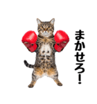 癒しのニャンズのコミュ会話（個別スタンプ：5）