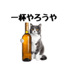 癒しのニャンズのコミュ会話（個別スタンプ：6）