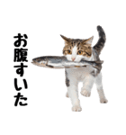 癒しのニャンズのコミュ会話（個別スタンプ：7）