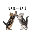 癒しのニャンズのコミュ会話（個別スタンプ：9）