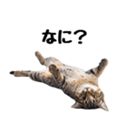 癒しのニャンズのコミュ会話（個別スタンプ：10）