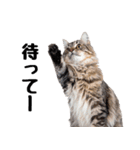 癒しのニャンズのコミュ会話（個別スタンプ：11）