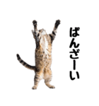 癒しのニャンズのコミュ会話（個別スタンプ：12）