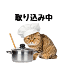 癒しのニャンズのコミュ会話（個別スタンプ：13）