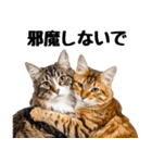 癒しのニャンズのコミュ会話（個別スタンプ：14）