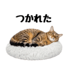 癒しのニャンズのコミュ会話（個別スタンプ：16）