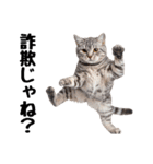 癒しのニャンズのコミュ会話（個別スタンプ：18）